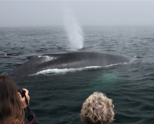 Small Group Whale Watching on Cape Cod | Down Cape Charters