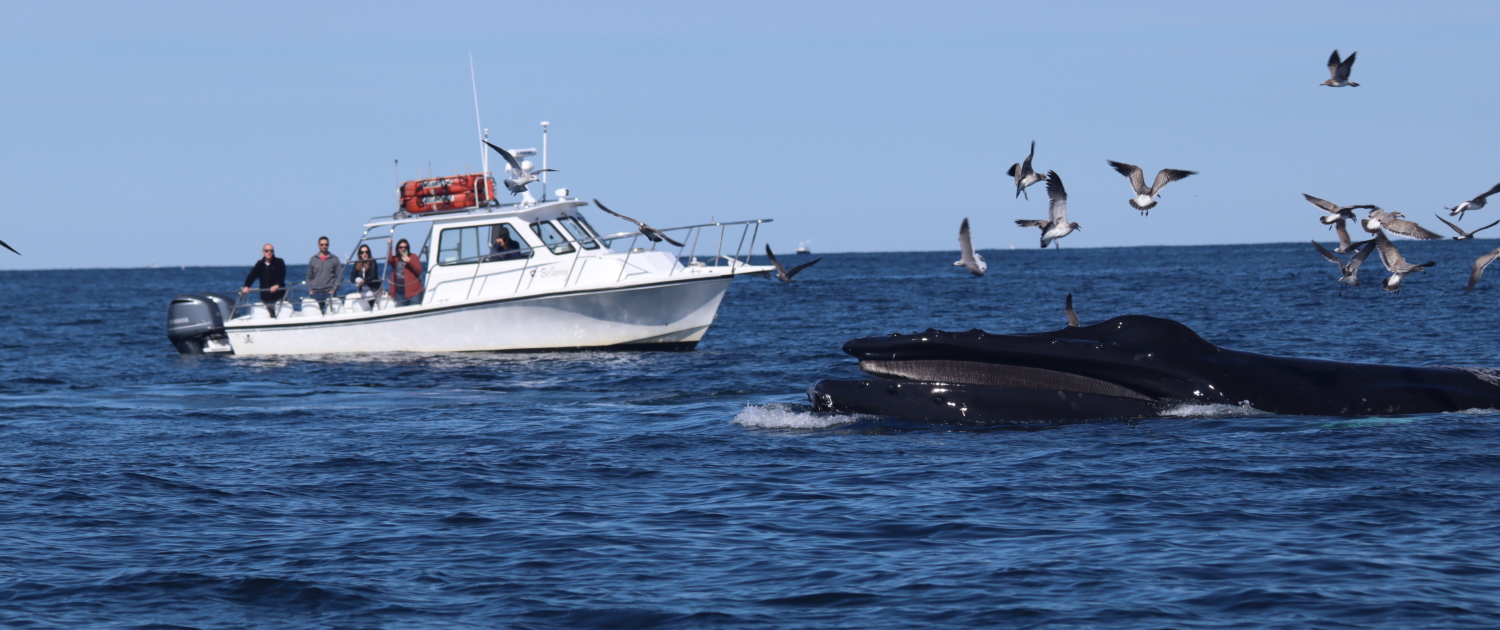 whale watching cruise in cape cod